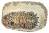Bargain, Crotalocephalina Trilobite - Foum Zguid, Morocco #273066-2